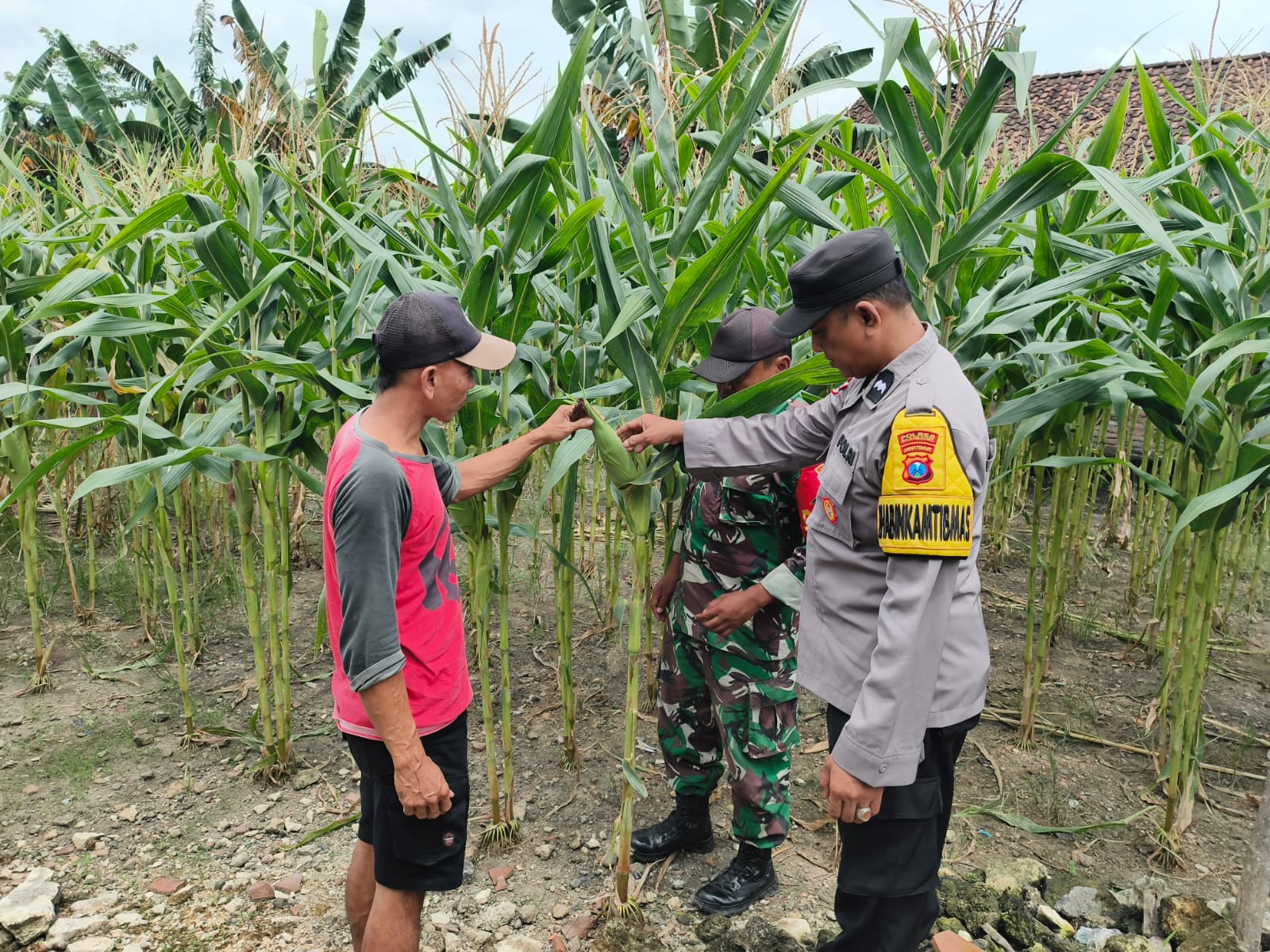 Sambang Ke Petani Jagung Bhabinkamtibmas Polsek Bubulan Berikan Edukasi Dan Himbauan Kamtibmas