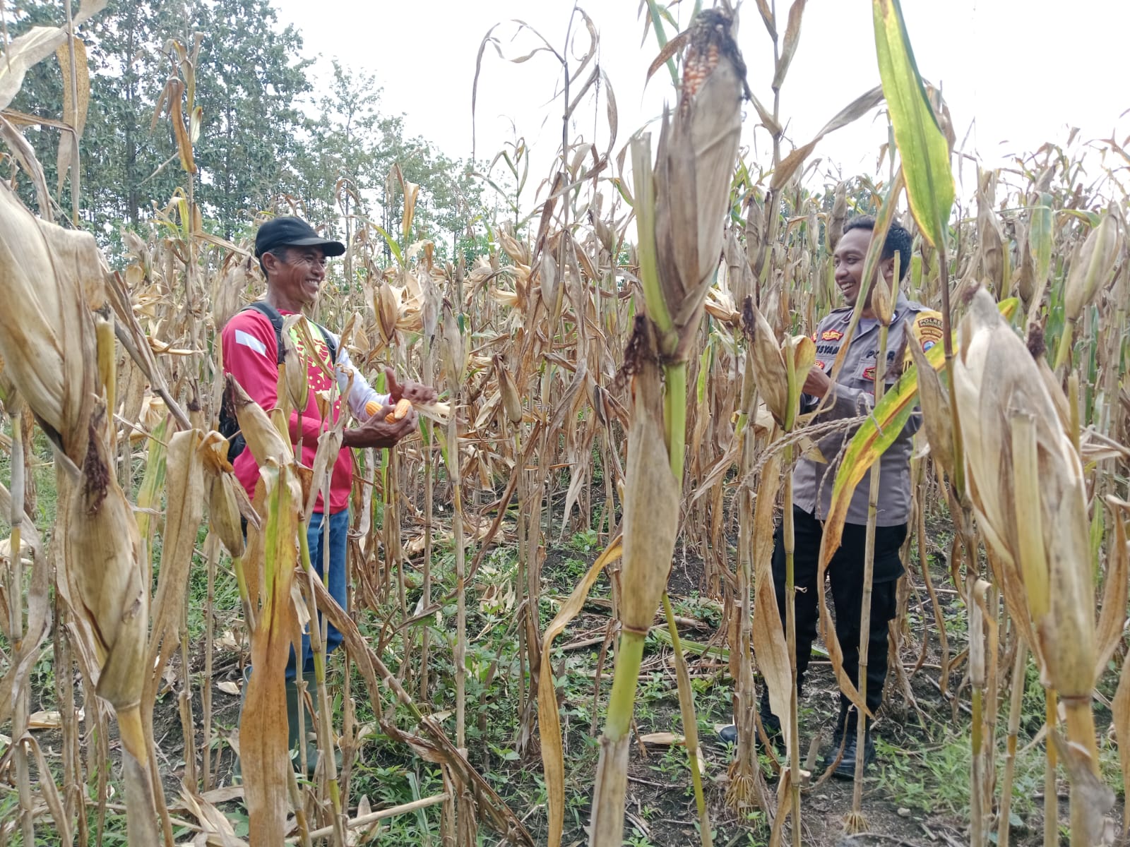 Bhabinkamtibmas Bantu Warga Panen Jagung