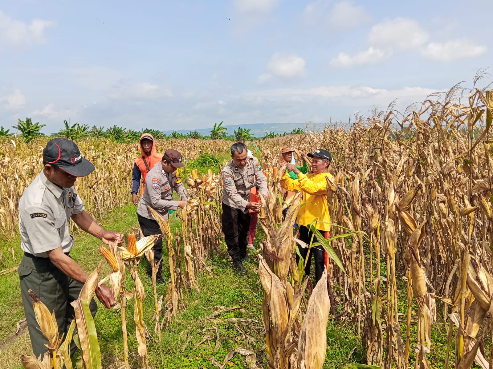 Polsek Kanor Pendampingan Terhadap Petani Jagung Saat Panen