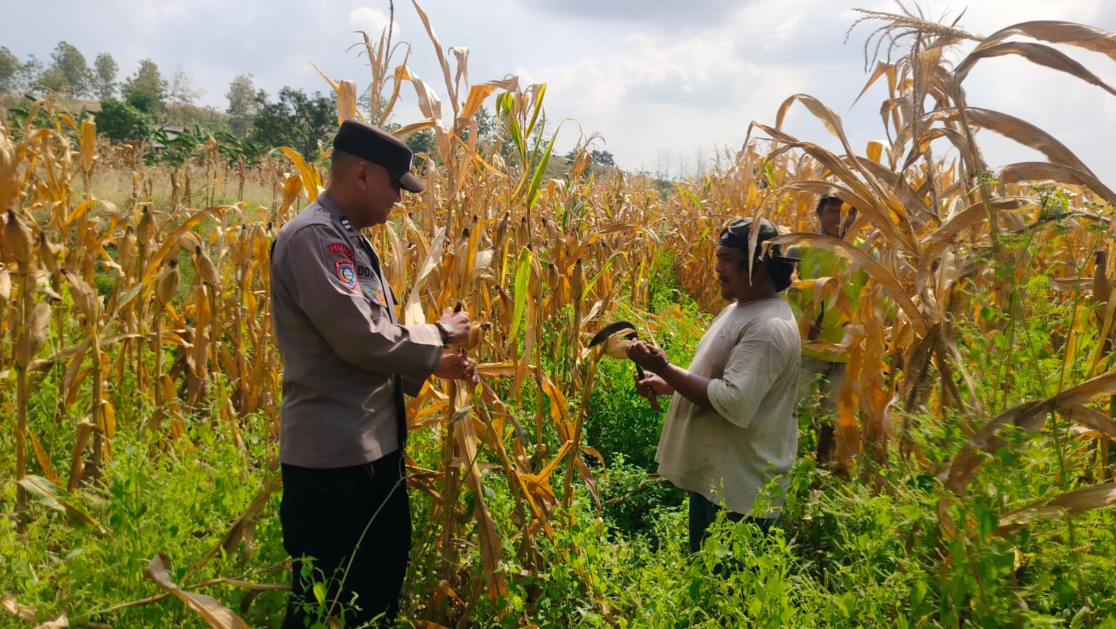 Dukung Ketahanan Pangan,Bhabinkamtibmas Polsek Gondang Sambangi Petani Jagung