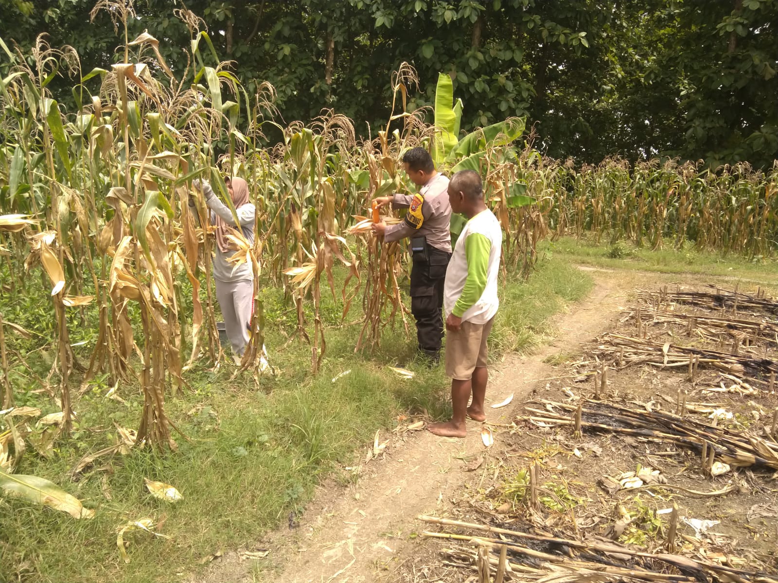 Bhabinkamtibmas Dampingi Petani Jagung, Wujud Nyata Dukungan Polri terhadap Ketahanan Pangan Nasional