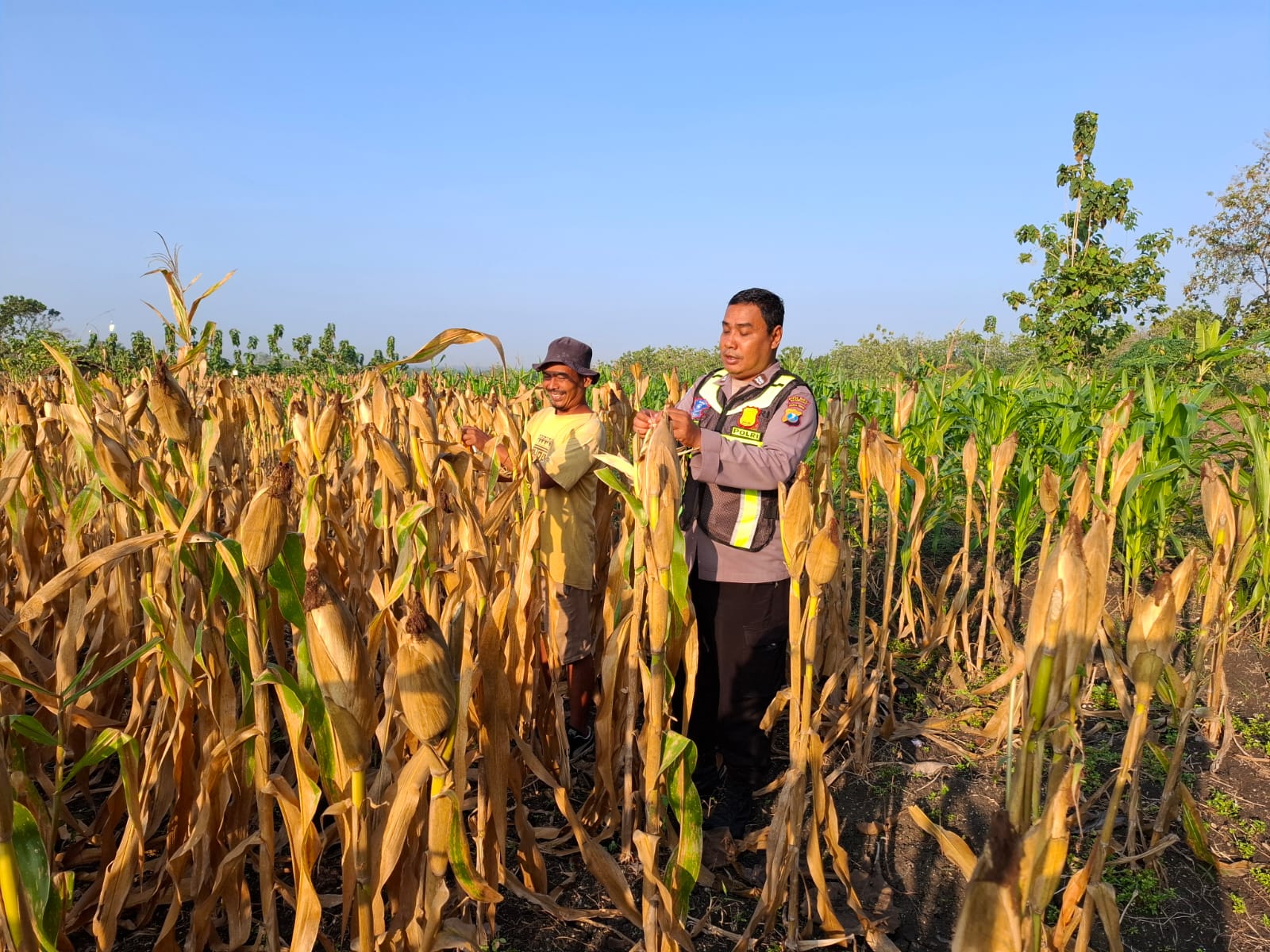 Dukung Ketahanan Pangan, Ps. Kanit Binmas Polsek Tambakrejo Sambangi Petani Jagung