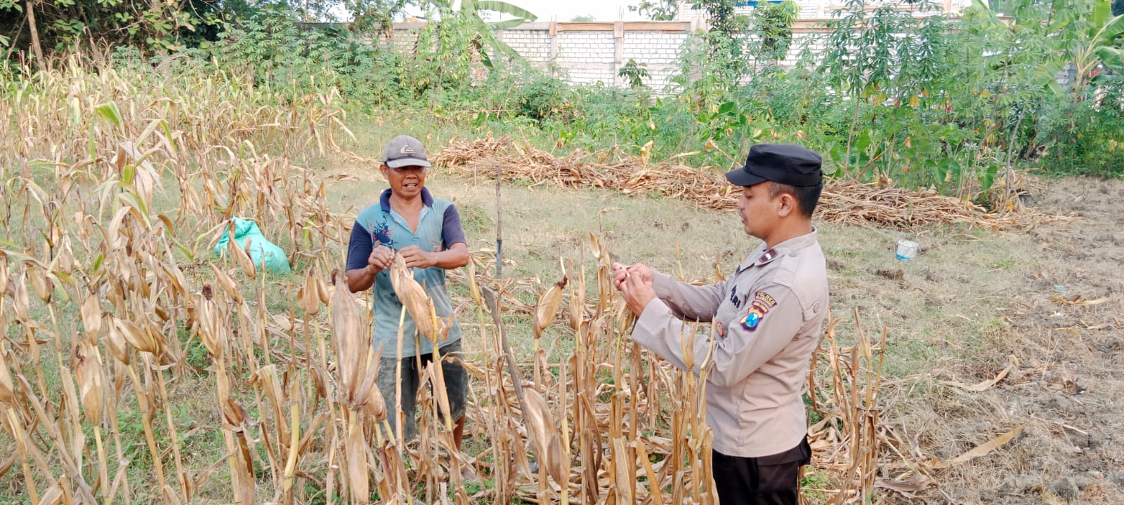 Polsek Kanor Pendampingan Terhadap Petani Jagung Yang Akan Panen