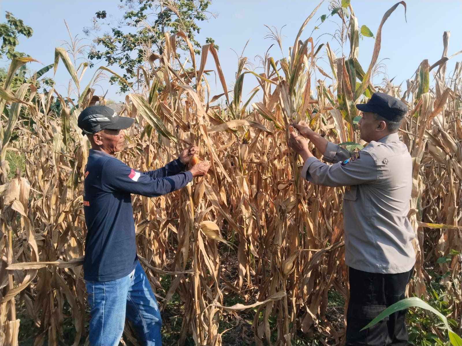 Polsek Baureno Perkuat Ketahanan Pangan Melalui Pendampingan Panen Jagung