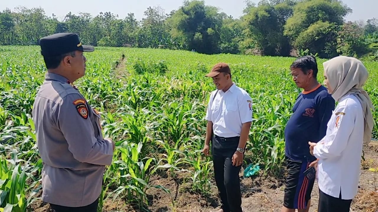 Dukung Ketahanan Pangan, Kapolsek Kepohbaru Berikan Motivasi kepada Petani Jagung Desa Pejok