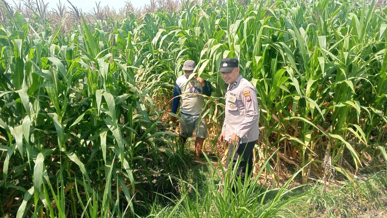 Dukung Asta Cita Presiden RI, Polsek Gayam Dampingi Petani Jagung di Ds. Katur Kec. Gayam