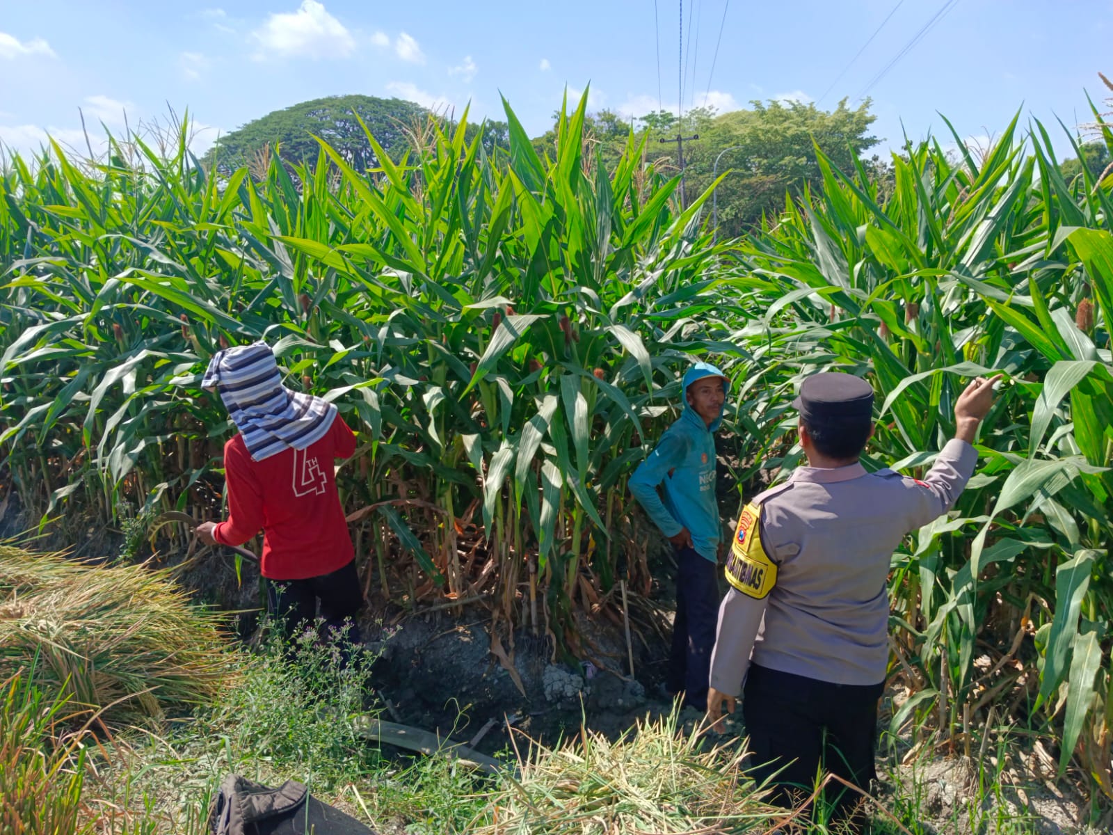 Sambang Ke Petani Jagung Bhabinkamtibmas Polsek Bubulan Berikan Himbauan Kepada Petani Jagung