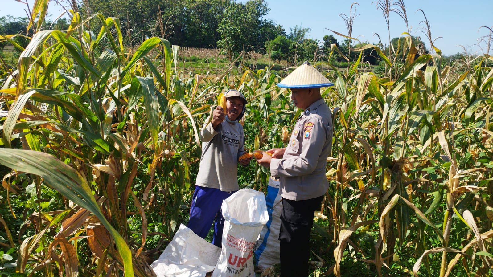 Kanit Binmas Polsek Kedungadem Laksanakan Pendampingan Petani Jagung di Wilayah Kecamatan Kedungadem