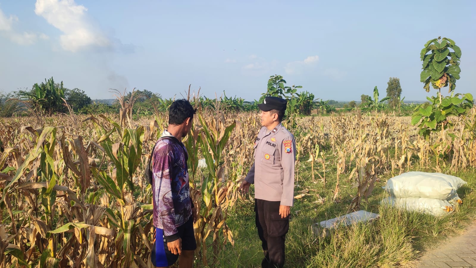 Polsek Ngambon Dampingi Petani Jagung Dukung Program Ketahanan Pangan