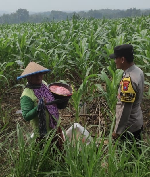 Dukung Ketahanan Pangan, Bhabinkamt8bmas Desa Kawengan Sambangi Petani Jagung