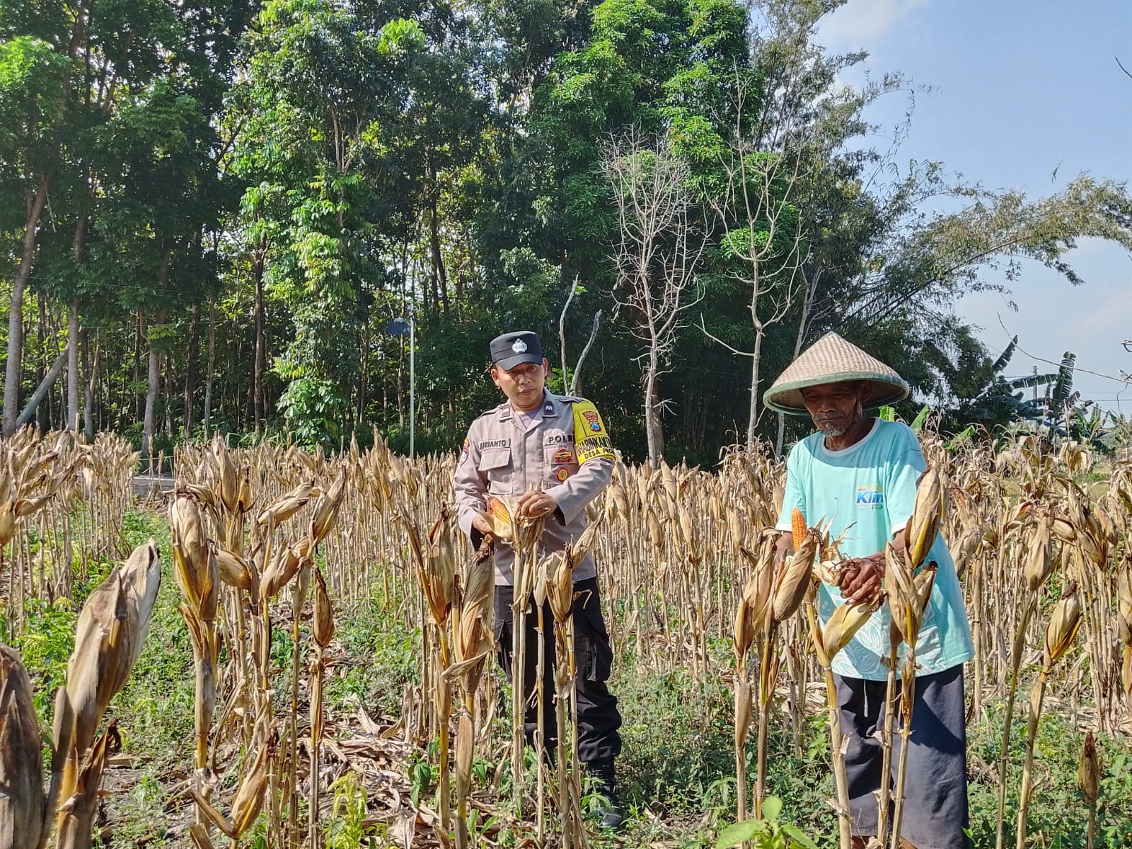 Anggota Polsek Sukosewu dampingi petani jagung dalam rangka ketahanan pangan nasional