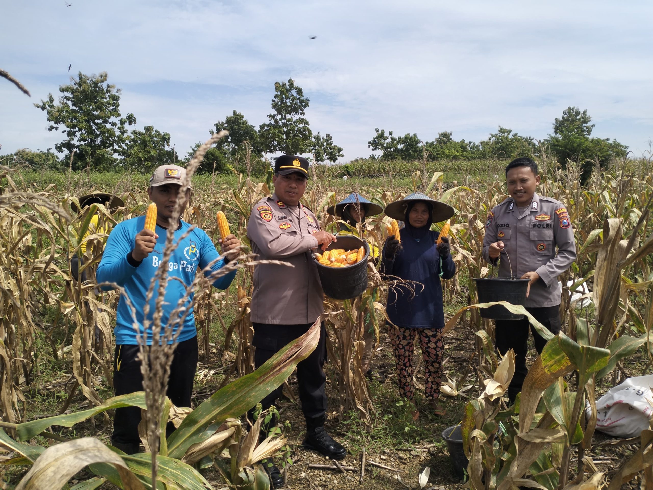 Kapolsek Kepohbaru Dampingi Petani Panen Jagung, Dukung Program Ketahanan Pangan Nasional