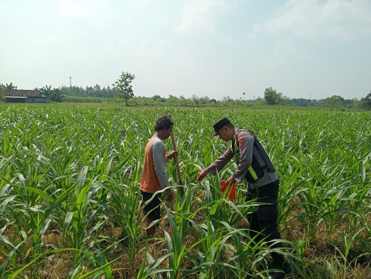 Dukung Ketahanan Pangan, Polsek Padangan Dampingi Perawatan Tanaman Jagung di Padangan