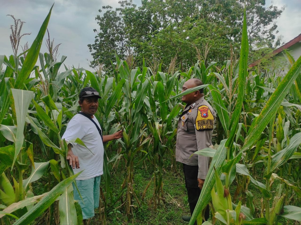 Anggota Polsek Temayang dampingi petani jagung dalam rangka ketahanan pangan nasional