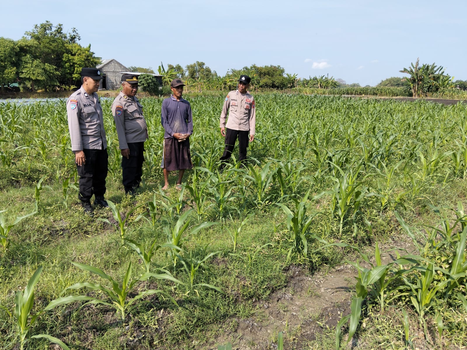 Polsek Bojonegoro Kota Dampingi Petani Jagung Desa Mulyoagung, Dukung Ketahanan Pangan Nasional
