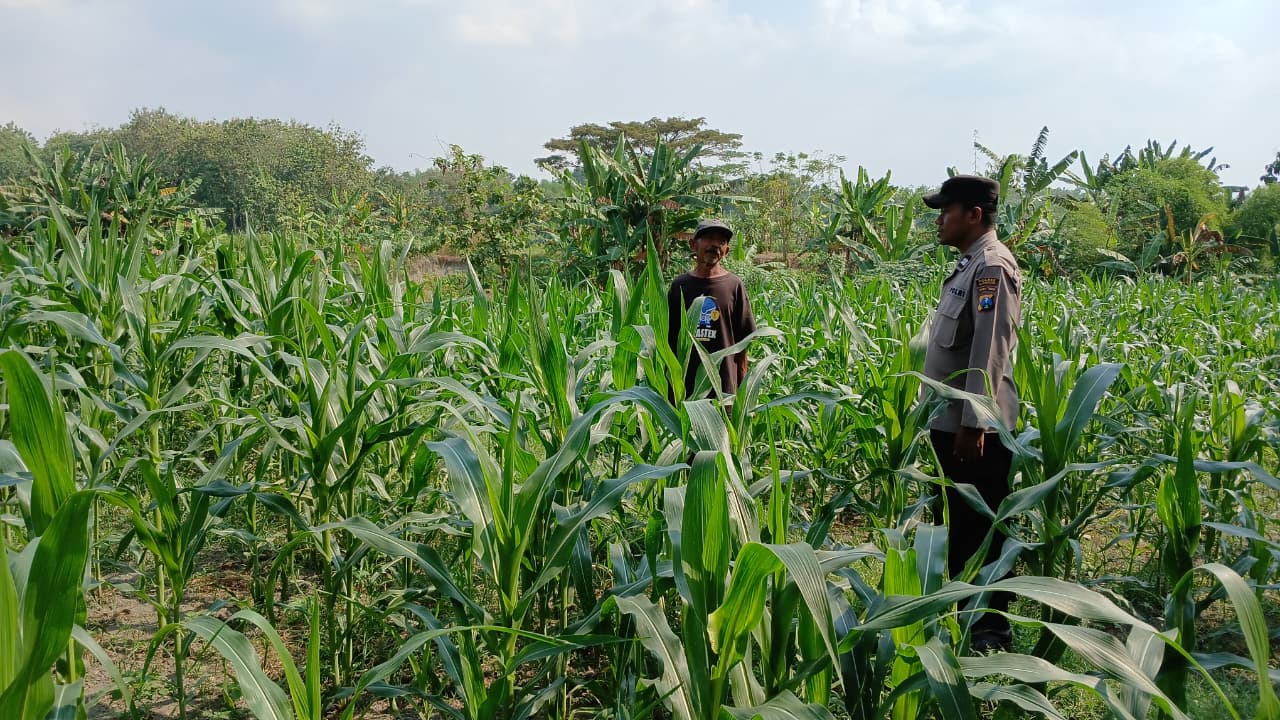 Polsek Ngraho dan Petani Bersinergi Wujudkan Ketahanan Pangan Nasional