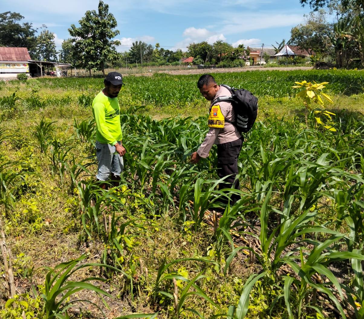 Bhabinkamtibmas Desa Bubulan Sambang Dan Berikan Himbauan Kepada Petani Jagung
